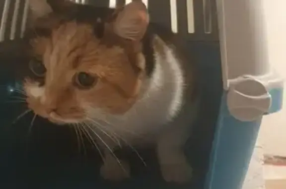 Найдена кошка: ул. Бориса Слюсаря, Ростов-на-Дону