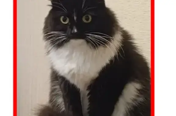 Пропала чёрная кошка, Ивановка, Оренбуржье