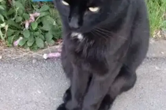 Пропала кошка, Чебоксары, Тракторостроителей 62