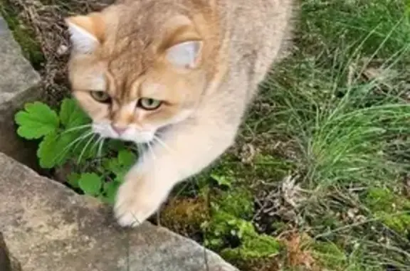 Пропал кот в Рождествено, Москва