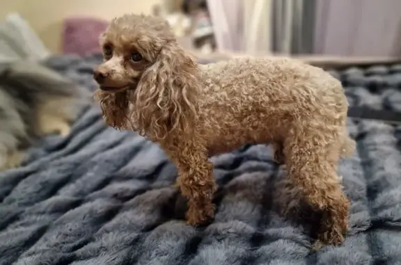 Найдена собака, Санкт-Петербург, фото: Найдена собака, пр. Косыгина 32 к1, СПб