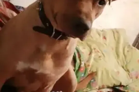 Пропала рыжая собака, Черемхово, Урицкого 15