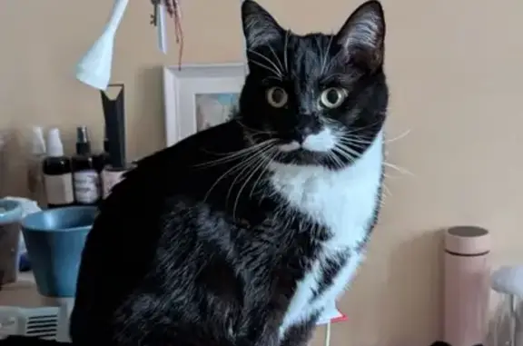 Кошки потеряшки, Москва, фото: Потеряшка кошка, 1-й Рижский пер., 2 к7