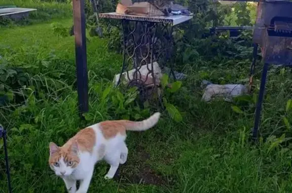 Пропала кошка Лаки, пл. Коммуны, д. 5