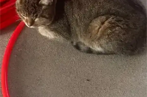 Найдена кошка, Жуковский сельсовет, фото: Кошка найдена, ул. Знаний 37, Жуковский