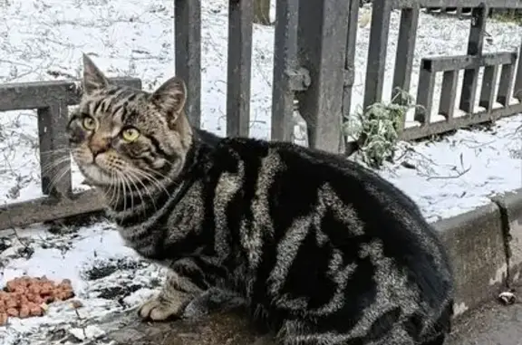 Найдена кошка, Мытищи, фото: Кошка найдена, ст. Мытищи, МО