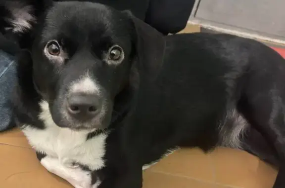 Найдена собака, Лермонтова 4, Сургут