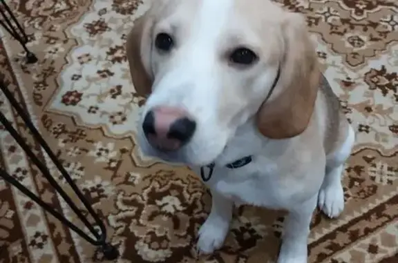 Найденные животные Мичуринский сельсовет, фото: Собака найдена на Советском шоссе