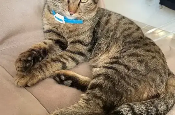 Найдена кошка, Иркутск, фото: Кот найден в подъезде, Пискунова 148/2