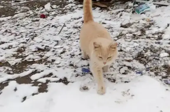 Найдена кошка, Пермь, фото: Кошка у мусорки, Богдана Хмельницкого 14