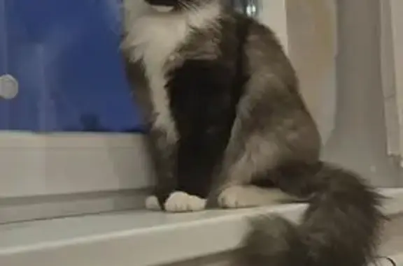 Пропала кошка на Советской 30, Новоспасское