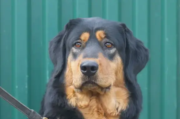 Собаки потеряшки, Большое Буньково, фото: Потеряшка собака, Советская 69, Б. Буньково