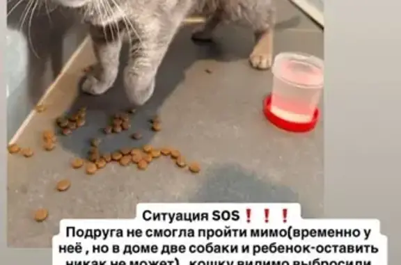 Найдена кошка, Омск, фото: Кошка найдена: ул. Л. Маслова, Омск