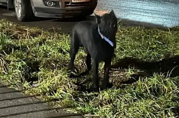 Найдена собака, Янино-1, фото: Собака найдена на Голландской ул., Янино-1