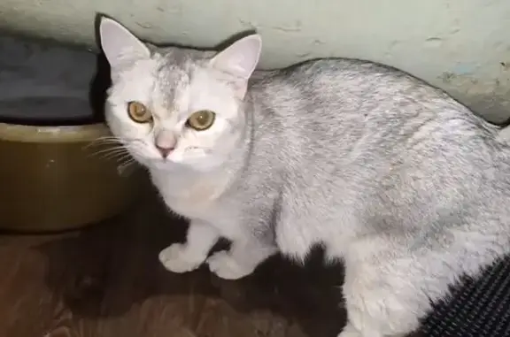 Пропала кошка, Комсомольская ул., Екб