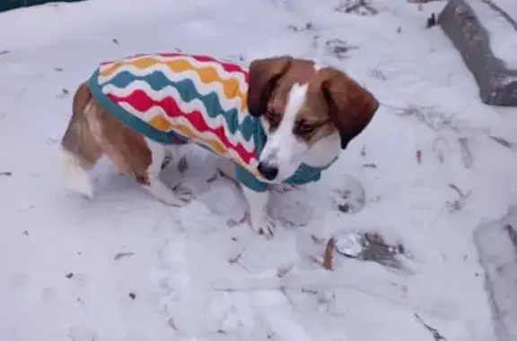 Найдена собака, Тюмень, фото: Собака найдена: Комбинатская 93, Тюмень