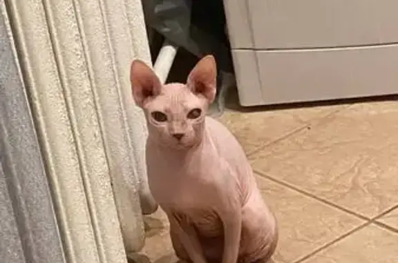 Пропала кошка, Южно-Моравская 15Б, Врн.