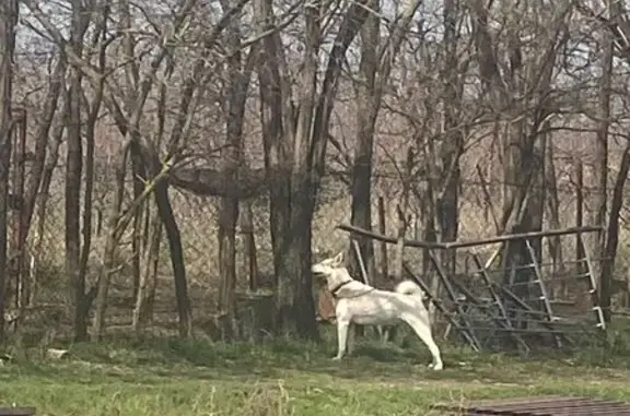 Пропала собака, Тхамаха, ул. Комсомольская, 20