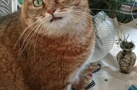 Пропала кошка, Чарушинская ул. 26 к1