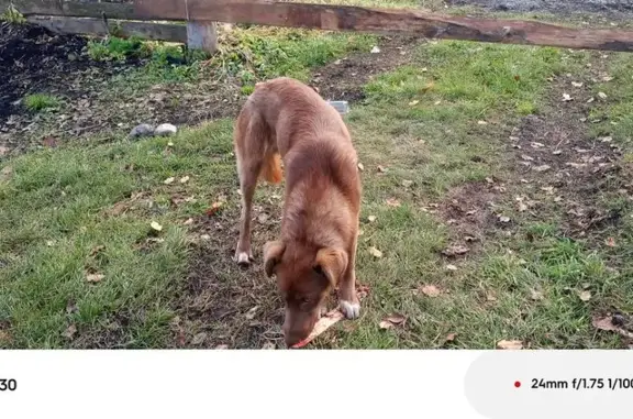 Пропала собака, Яблоневая ул., Горно-Алтайск