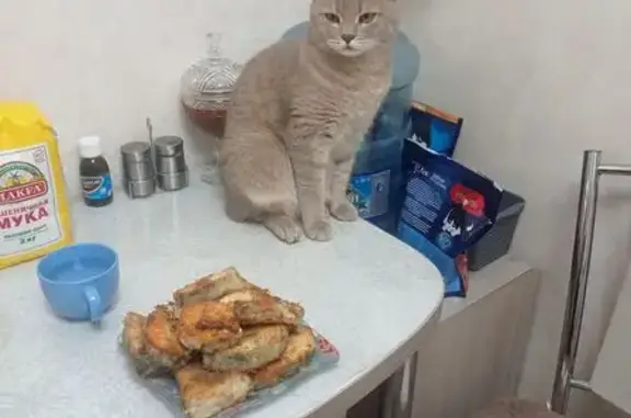 Пропала кошка, ул. Чаадаева, 99, Пенза