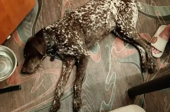 Найденные животные Петропавловск-Камчатский, фото: Собака найдена: ул. Дзержинского, 4