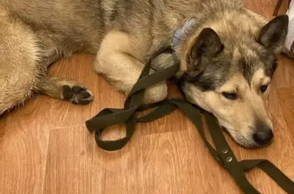 Найдена собака, Котельники, фото: Хаски найден на Кузьминская 7, Котельники