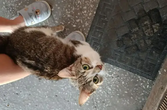 Найденные животные Чита, фото: Кошка найдена на ул. Ползунова, 28, Чита