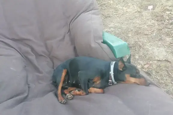 Пропала собака, ул. Мира 65, Пенза