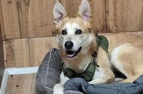 Найдена собака, район Коммунарка, фото: Найдена собака, Коммунарка, вл72 с1