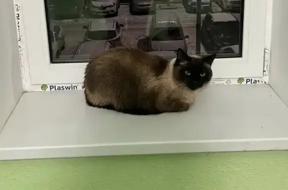 Найдена кошка, Уфа, фото: Найдена кошка, Уфа, ул. Испытателей, 23