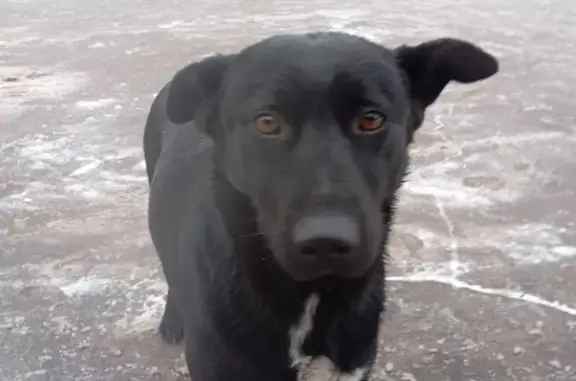 Найдена собака, Чебоксары, фото: Найдена собака, пр. Яковлева, Чебоксары