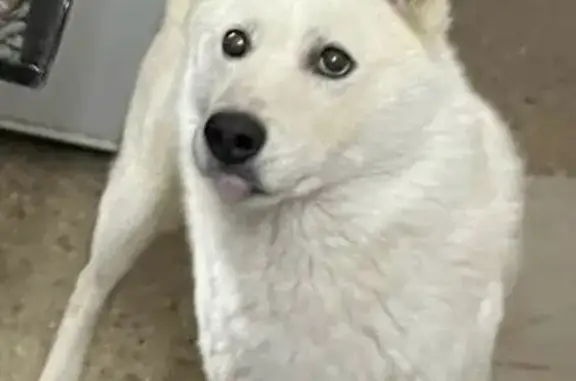 Собаки потеряшки, Одинцовский, фото: Потеряшка собака, МО, лес утека, 40 символов