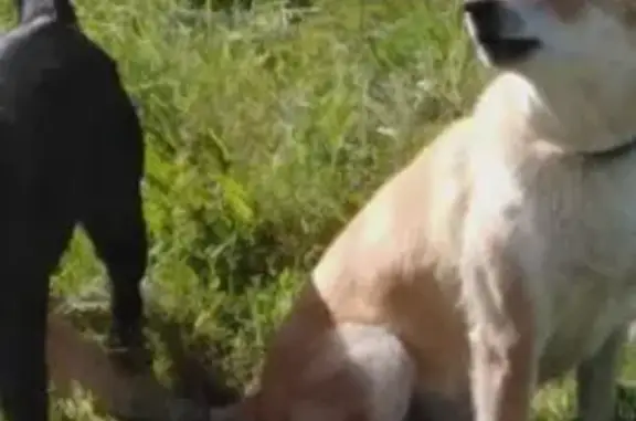 Пропала собака в селе Ишино, Нижегородская обл.