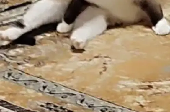 Пропала сиамская кошка, Месединское СП