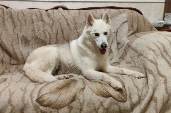 Найдена собака, Санкт-Петербург, фото: Собака найдена: 2-й Муринский пр., 14, СПб