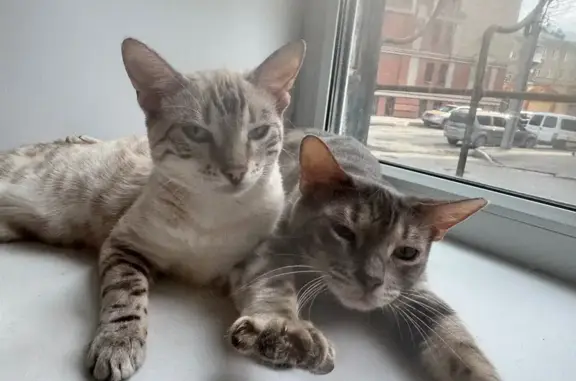 Пропала кошка, Саратов, Лермонтова 16