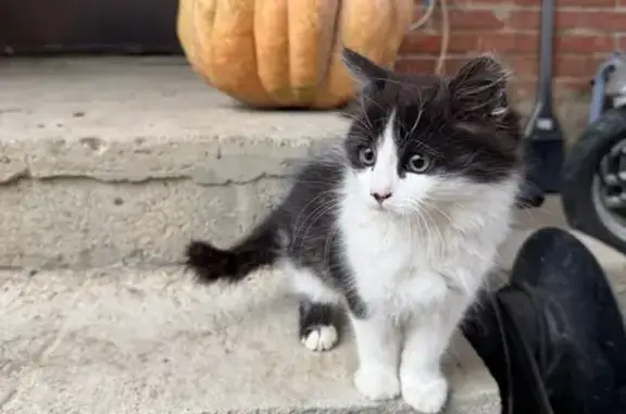 Кошки потеряшки, Яблоновский, фото: Потеряшка кошка, ул. Щорса, 52, Яблоновский