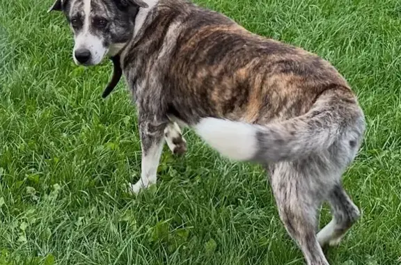 Пропала собака, Голубино, 46Н-01543