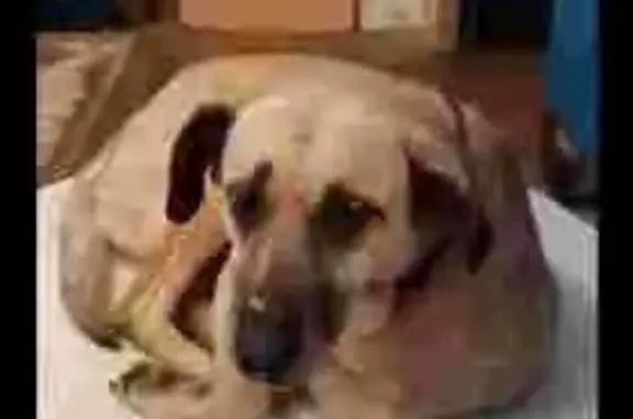 Собаки потеряшки, Краснодар, фото: Потеряшка собака на ул. Гагарина, 99, Краснодар