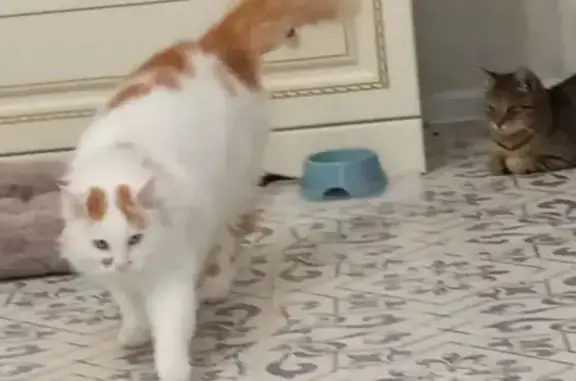 Пропали кошки, Витязево, Краснодарский край