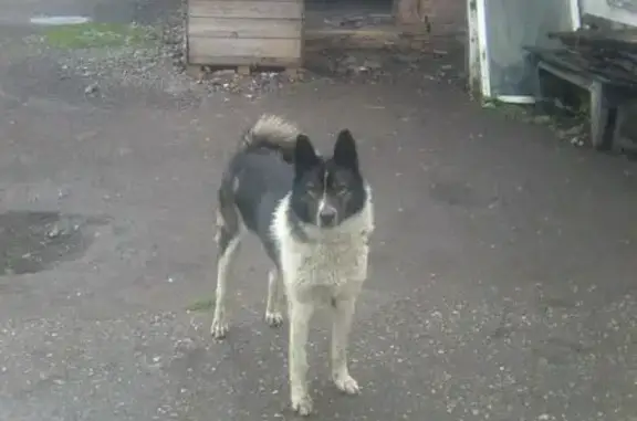 Собаки потеряшки, Зеленый Бор, фото: Потеряшка собака, Зелёный Бор, Красноярск