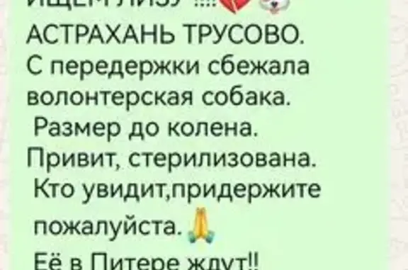 Пропала рыжая собака, Трусово, Астрахань