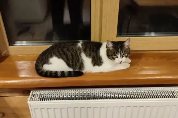 Пропала кошка, Месединское с/п, Челябинск