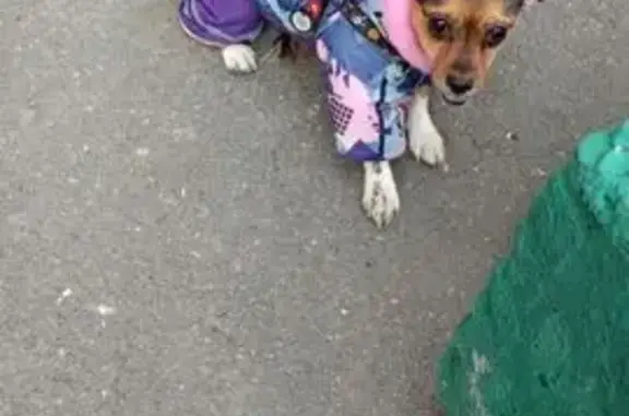 Найдена собака, Тюмень, фото: Собака найдена в сквере Розы Трениной