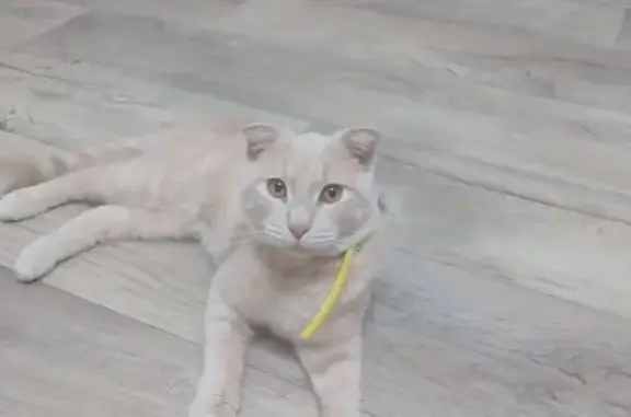 Найдена кошка, Астрахань, фото: Найдена кошка, Чалабяна 26А, Астрахань