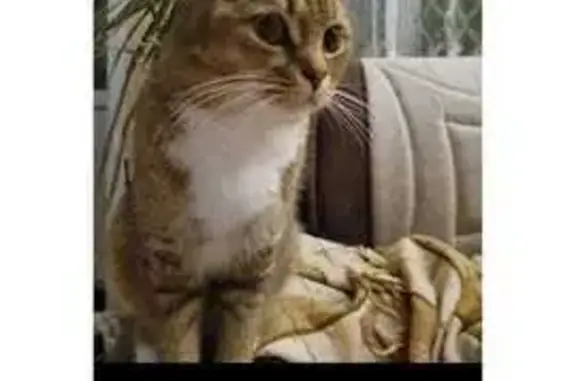 Кошка пропала: ул. Карла Маркса, Электросталь