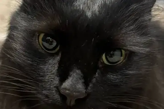 Найдена кошка, Москва, фото: Кошка найдена у м. Домодедовская, Воронежская