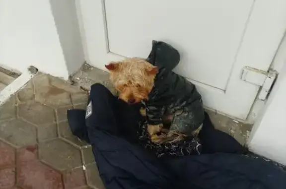 Найдена собака, Ростов-на-Дону, фото: Собака найдена: Лелюшенко, 19/4, Ростов-на-Дону