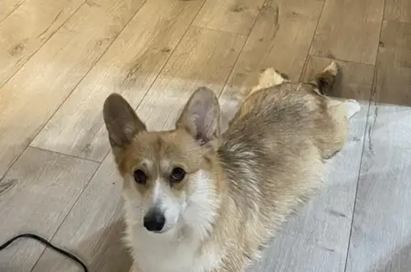 Найдена собака, Самара, фото: Найдена собака корги у 22 Партсъезда, 20